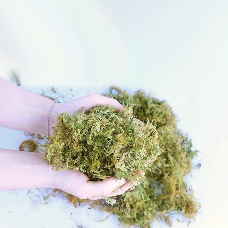 천연 건조 이끼 파충류 테라리움 바닥재 뱀 거북이 도마 - Preserved Moss Sheet 리뷰 및 가격