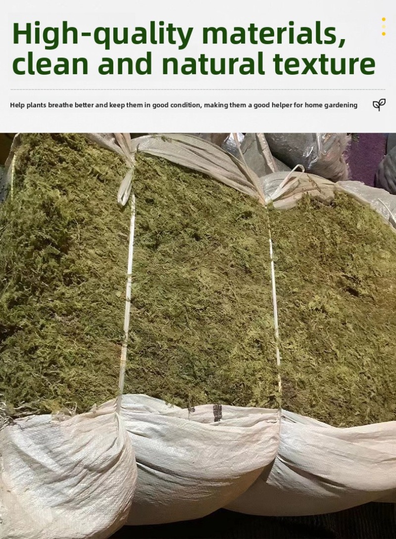 천연 건조 이끼 파충류 테라리움 바닥재 뱀 거북이 도마 - Preserved Moss Sheet 리뷰 및 가격